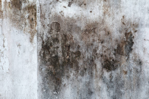 Best Environmental Consulting for Mold Prevention  in Lockwood, MT
