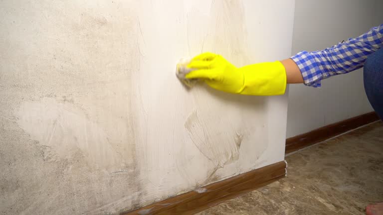 Trusted Lockwood, MT Mold Removal Experts