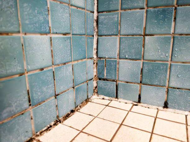Best HVAC Mold Inspection and Cleaning  in Lockwood, MT